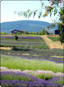 Lavender field in Sequim, WA